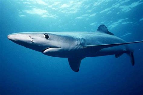 requin algerie|Scoop : l’Algérie à l’avant